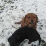 Psy bawiące się na śniegu