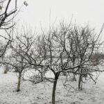 Zima - drzewa w śniegu