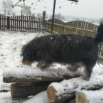 Zima - pies bawiący się na śniegu