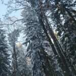 Zima widok na drzewa