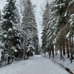 Zima w lesie - widok na drzewa