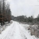 Zima w lesie - widok na drzewa