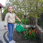 podlewanie przez uczennicę rosnących przy domu tulipanów