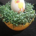 Kolorowe jajka - pisanki