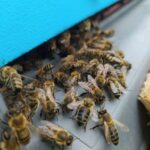 Pszczoły wchodzące do ula