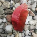 Jesienny liść