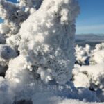 Śnieżna zima - widok na zaśnieżone drzewa