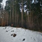 Śnieżna zima - widok na las