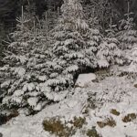 Śnieżna zima - zaśnieżone choinki