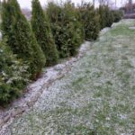 Śnieżna zima - widok na drzewka na działce