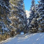 Śnieżna zima - zaśnieżone drzewa i ścieżka leśna