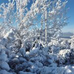 Śnieżna zima - zaśnieżone drzewa